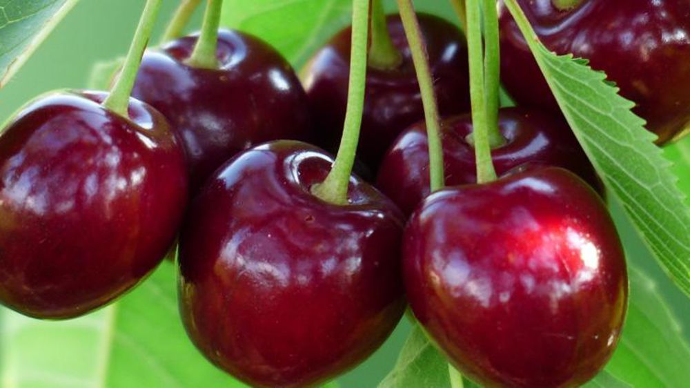 La justice confirme l’interdiction du diméthoate