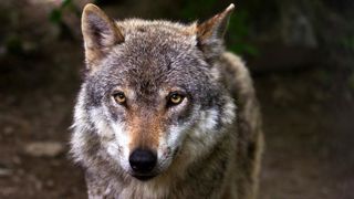 Appel au chef de l’État pour demander le retrait du plan Appel au chef de l’État pour demander le retrait du plan