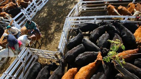 Une pétition contre les accords avec le Mercosur Une pétition contre les accords avec le Mercosur