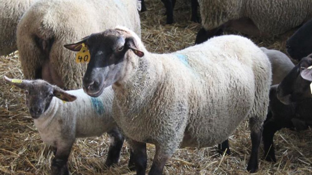 Moins de brebis... donc moins d’agneaux