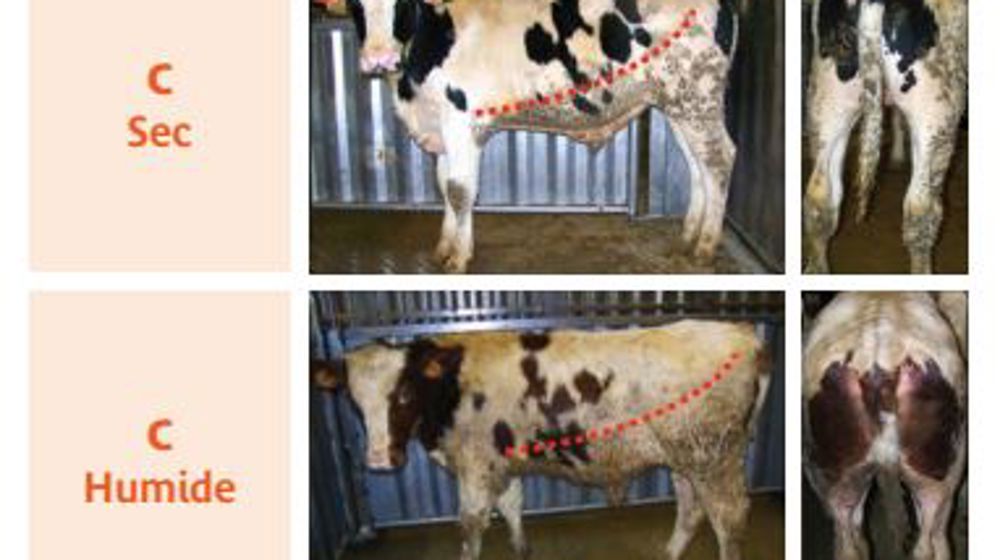 Une grille pour noter la propreté des veaux de boucherie