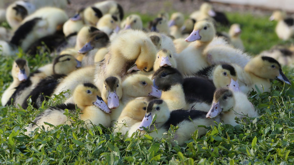 « 2018 sera l’année de l’ajustement », selon le Cifog