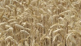 Une « concurrence déloyale » pour les céréaliers Une « concurrence déloyale » pour les céréaliers