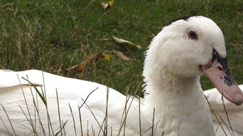16 000 canards abattus en Vendée
