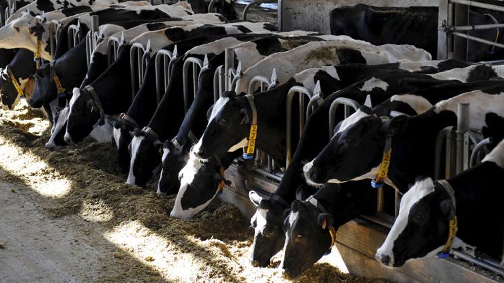 Des OGM interdits dans des aliments pour animaux