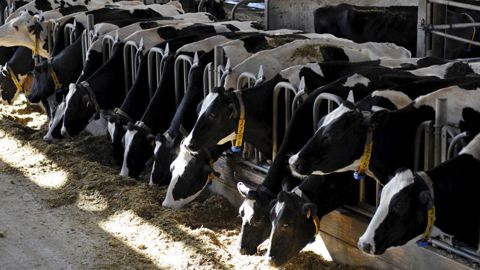 Des OGM interdits dans des aliments pour animaux Des OGM interdits dans des aliments pour animaux