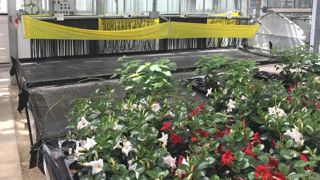 Le biocontrôle se pense en synergie avec d’autres solutions, comme les biostimulants et les OAD. ©L.Hespel