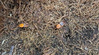 Le charançon rouge du palmier, nuisible marquant dans le Sud, mais aussi les autres ravageurs émergents seront au cœur des échanges à Nice. © François Arnould Le charançon rouge du palmier, nuisible marquant dans le Sud, mais aussi les autres ravageurs émergents seront au cœur des échanges à Nice. © François Arnould