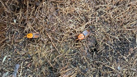 Le charançon rouge du palmier, nuisible marquant dans le Sud, mais aussi les autres ravageurs émergents seront au cœur des échanges à Nice. © François Arnould