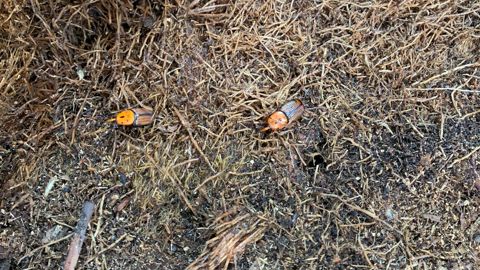 Le charançon rouge du palmier, nuisible marquant dans le Sud, mais aussi les autres ravageurs émergents seront au cœur des échanges à Nice. © François Arnould