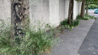 « Sauvages de ma rue », observatoire participatif de la flore des villes, profite de ses dix ans d’existence pour dresser un bilan d’étape de ses actions. ©F.ARNOULD « Sauvages de ma rue », observatoire participatif de la flore des villes, profite de ses dix ans d’existence pour dresser un bilan d’étape de ses actions. ©F.ARNOULD