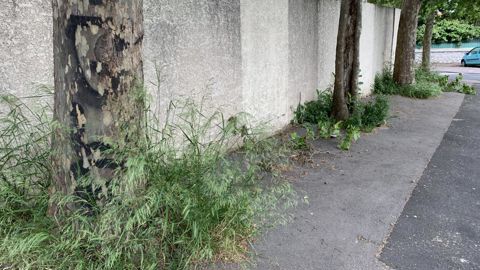 « Sauvages de ma rue », observatoire participatif de la flore des villes, profite de ses dix ans d’existence pour dresser un bilan d’étape de ses actions. ©F.ARNOULD