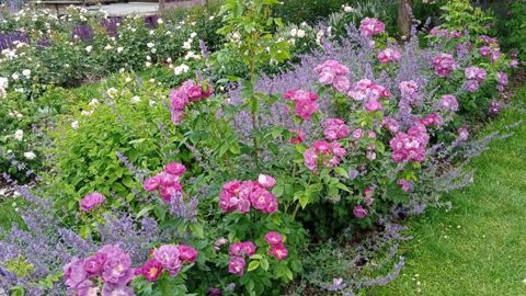 Au premier plan, massif de rosiers buissons ‘Rhapsody in Blue’ et de népétas au parc des Récollets, à Versailles (78), labellisé EcoJardin. ©I.Cordier 