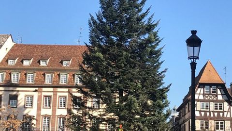 Alors que les vendeurs de sapins de Noël ont eu une grosse frayeur en novembre, les ventes se sont globalement bien déroulées. En photo : le sapin de 30 m sur la place Kléber à Strabourg cette année. ©Marie Arnould
