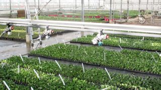 La dernière ordonnance de la loi Egalim 1 oblige un producteur qui dispose du Certiphyto à avoir bénéficié d’un conseil stratégique pour son renouvellement, et ce dès 2024. Astredhor prépare une action en ce sens. ©P.Fayolle