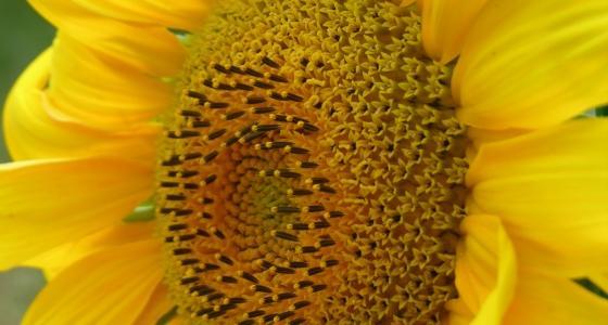 « Fydgi, tournesol classique précoce, présente un niveau de rendement en huile à l’hectare très élevé. »