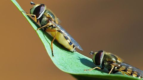 Un Sival de bronze revient à l’Eupeodes System de Biobest France, à Orange (84), une solution de lutte biologique contre les pucerons à base d’Eupeodes corollae, un syrphe prédateur indigène en Europe. ©Biobest