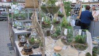 Les derniers chiffres concernant la consommation de végétaux d’ornement pour 2019 montrent des ventes de Toussaint correctes et des flux contrastées selon les produits entre janvier et septembre. © P.Fayolle