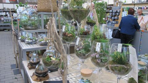 Les derniers chiffres concernant la consommation de végétaux d’ornement pour 2019 montrent des ventes de Toussaint correctes et des flux contrastées selon les produits entre janvier et septembre. © P.Fayolle