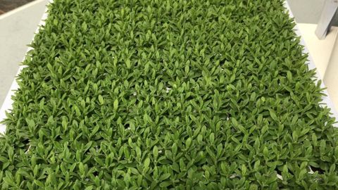 Les choses bougent à l’international, le jeune plant peut encore passer d’Afrique en Europe pour l’instant… ©Odile Maillard