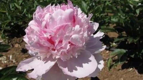 La pivoine c’est 2/3 du chiffre d’affaires de la filière fleurs coupées sur la saison de printemps, pour le Var. ©CA83