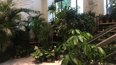 Truffaut a ouvert un « corner végétal » dans le BHV du Marais, à Paris, courant mai. ©Truffaut