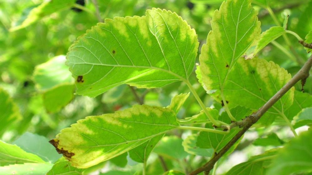 Feuilles de mûrier commun présentant des symptômes précoces de brûlure bactérienne des feuilles causée par la bactérie Xylella fastidiosa. © John Hartman, University of Kentucky Feuilles de mûrier commun présentant des symptômes précoces de brûlure bactérienne des feuilles causée par la bactérie Xylella fastidiosa. © John Hartman, University of Kentucky