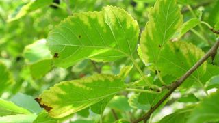 Feuilles de mûrier commun présentant des symptômes précoces de brûlure bactérienne des feuilles causée par la bactérie Xylella fastidiosa. © John Hartman, University of Kentucky Feuilles de mûrier commun présentant des symptômes précoces de brûlure bactérienne des feuilles causée par la bactérie Xylella fastidiosa. © John Hartman, University of Kentucky