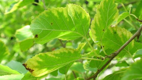 Feuilles de mûrier commun présentant des symptômes précoces de brûlure bactérienne des feuilles causée par la bactérie Xylella fastidiosa. © John Hartman, University of Kentucky