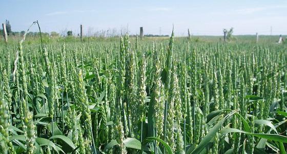 Momagri défend une politque agricole et alimentaire mondiale. 