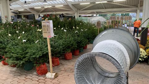 La profession est soulagée que la vente des sapins de Noël soit finalement autorisée. ©F. Arnould