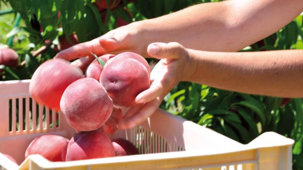 Une saison marquée par une offre plus restreinte