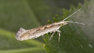 Les insectes envahissants affectent durement l’économie mondiale Les insectes envahissants affectent durement l’économie mondiale