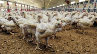 Moins d’abattages en octobre Moins d’abattages en octobre