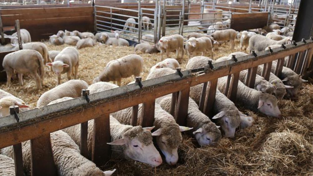 Les abattages de réformes augmentent