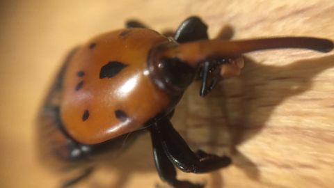 Une journée consacrée aux ravageurs des palmiers dont le charançon rouge est prévue le 26 novembre à Monaco. C’est gratuit mais il faut impérativement s’inscrire à l’avance. ©F. Arnould