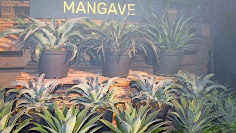 Issue des sélections de l’obtenteur américain Walters Gardens, Mangave® est une collection d’hybrides intergénériques avec beaucoup de potentiel.