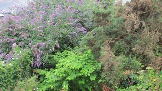 Différentes méthodes de lutte contre les renouées asiatiques sont détaillées dans le numéro spécial « Renouées envahissantes : connaissances, gestion et perspectives » de la revue Science, Eaux et Territoires. ©Pascal Fayolle