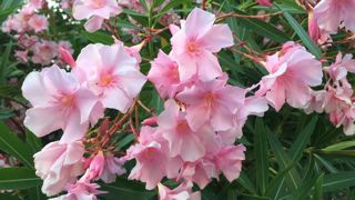 Les lauriers roses font parti des espèces sensibles à la bactérie Xylella fastidiosa. © Odile Maillard