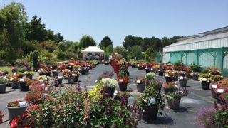 Dans le champ d’essai de la station étaient exposés 24 bacs de compositions florales et une centaine de plantes d’obtenteurs différents (avec des bégonias, des pétunias, des calibrachoas, des bidens, etc.). © Léna Hespel