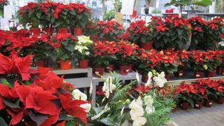 Les jardineries ont connu un recul de leur chiffre d’affaires de 3 % pendant les fêtes de fin d’année, selon les derniers chiffres communiqués par la FNMJ, Fédération des métiers de la jardinerie. © Pascal Fayolle