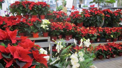 Les jardineries ont connu un recul de leur chiffre d’affaires de 3 % pendant les fêtes de fin d’année, selon les derniers chiffres communiqués par la FNMJ, Fédération des métiers de la jardinerie. © Pascal Fayolle