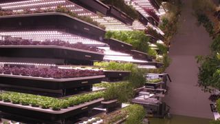 Pour pallier le problème du manque de luminosité en milieu urbain, des fermes urbaines, comme ici la FUL (ferme urbaine lyonnaise), utilisent des LED pour la culture des plantes. © Léna Hespel