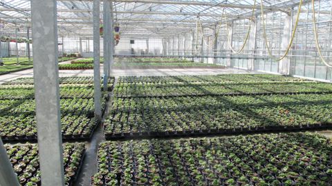 MPS accompagne 3 000 producteurs cultivant plus de 33 000 hectares dans 46 pays. ©Pascal Fayolle