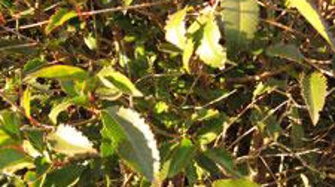 Lorsqu'elles sont attaquées, les plantes disposent d'armes défensives, sortes de « vaccins naturels ». Les SDP (stimulateurs de défense des plantes) jouent sur cette capacité. ©Pascal Fayolle 