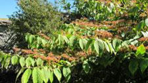 De nouvelles techniques de taille et d'entretien permettent d'améliorer la qualité du patrimoine arbustif tout en réalisant des économies financières. ©Pascal Fayolle 