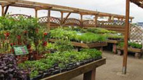 Photo : Sur un an, la plupart des entreprises horticoles affiliées à la FNPHP ont constaté une baisse de leur activité commerciale. Une demande de prise en charge des cotisations sociales a été faite auprès du ministère de l'Agriculture. ©Odile Maillard 