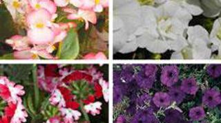 Parmi trente-cinq espèces de plantes à massif étudiées depuis 2010, les ventes en volume de jeunes plants sont favorables aux Begonia semperflorens, pétunias, verveines et Calibrachoa... ©Fleuroselect  Parmi trente-cinq espèces de plantes à massif étudiées depuis 2010, les ventes en volume de jeunes plants sont favorables aux Begonia semperflorens, pétunias, verveines et Calibrachoa... ©Fleuroselect