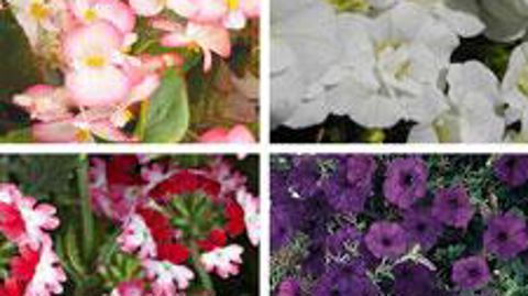Parmi trente-cinq espèces de plantes à massif étudiées depuis 2010, les ventes en volume de jeunes plants sont favorables aux Begonia semperflorens, pétunias, verveines et Calibrachoa... ©Fleuroselect 