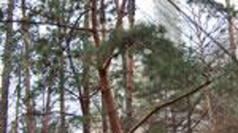 Parmi les sites à ne pas manquer, le jardin de la BNF, Bibliothèque nationale de France, à Paris, offre une visite particulièrement intéressante. Lors de sa création, au milieu des années 1990, il avait défrayé la chronique. Aujourd'hui, il semble avoir trouvé son équilibre. ©Yaël Haddad 